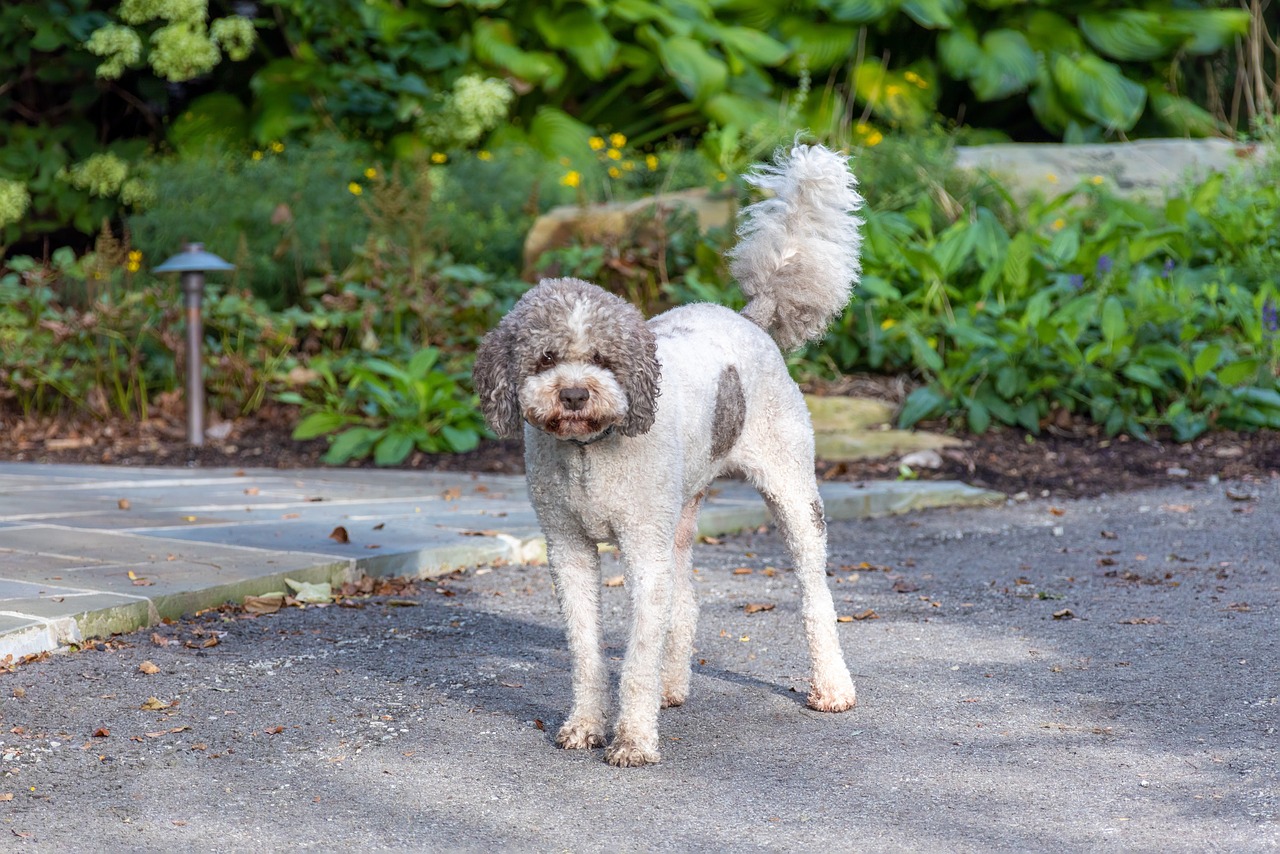 Understanding the Unique Nature of the Lagotto Romagnolo